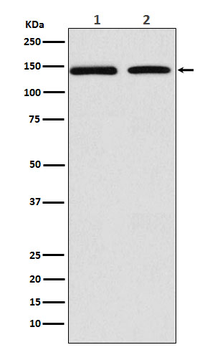 DNA Polymerase gamma Rabbit mAb Antibody
