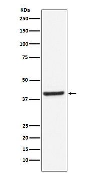 Inhibin beta A Rabbit Monoclonal Antibody