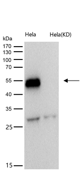 TEAD1 Rabbit mAb [KD Validated]