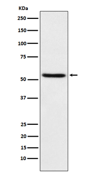 TEAD1 Rabbit mAb [KD Validated]