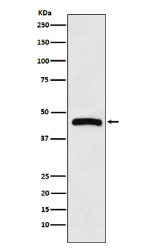 HRH3 Rabbit mAb Antibody
