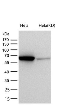 STXBP1 Rabbit mAb [KD Validated] Antibody