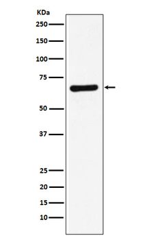 STXBP1 Rabbit mAb [KD Validated]