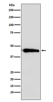 ASS1 Rabbit mAb Antibody