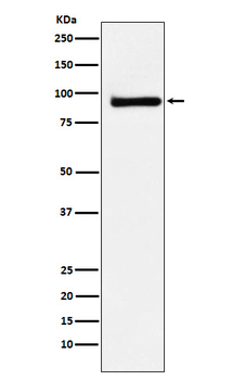 KAISO Rabbit mAb Antibody
