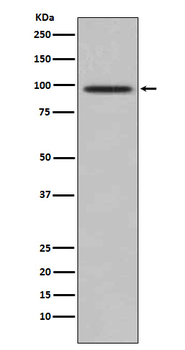 TRAF6BP Rabbit mAb [KD Validated]