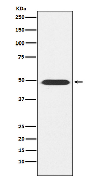 ATP1B1 Rabbit mAb Antibody