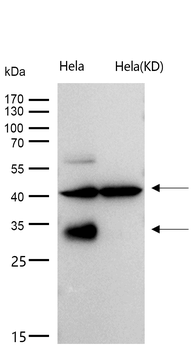 Legumain Rabbit mAb [KD Validated] Antibody