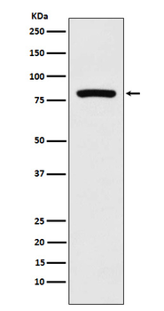 MCAK Rabbit mAb Antibody