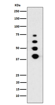 Lamin A/C Rabbit mAb Antibody