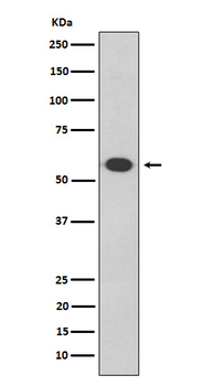 Oct-2 Rabbit mAb Antibody
