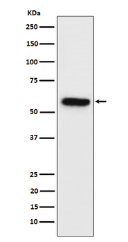 Synapsin II Rabbit mAb Antibody