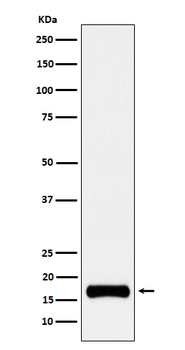 ISG15 Rabbit mAb Antibody
