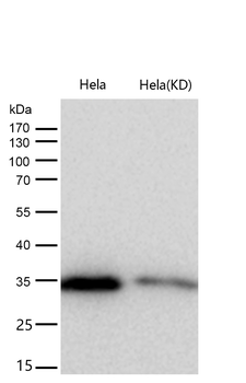 GNB2 Rabbit mAb [KD Validated]