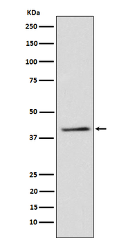 TRIB3 Rabbit Monoclonal Antibody