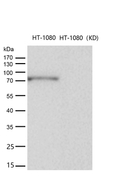 MCM7 Rabbit mAb [KD Validated]