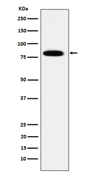 MCM7 Rabbit mAb [KD Validated]