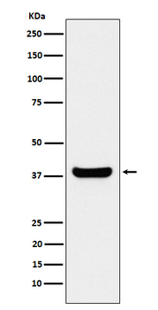 Protein Phosphatase 1 beta Rabbit mAb