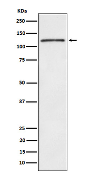 FYB Rabbit mAb Antibody