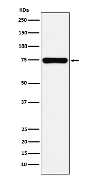 Cox2 Rabbit mAb Antibody