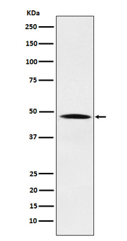 Nck Rabbit Monoclonal Antibody