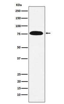 KHSRP Rabbit Monoclonal Antibody