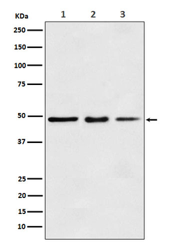 eEF1A1 Rabbit mAb Antibody