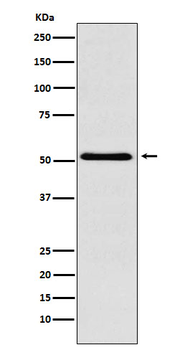 BAF57/SMARCE1 Rabbit mAb Antibody