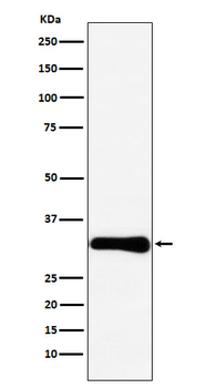 Bcl10 Rabbit mAb [KD Validated]