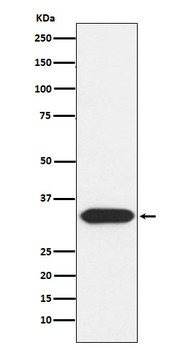 Syntaxin 3 Rabbit mAb Antibody