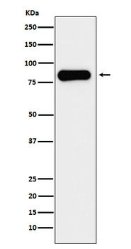Aconitase 2 Rabbit mAb Antibody