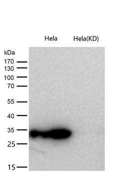 Syntenin Rabbit mAb [KD Validated]