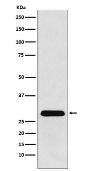 PGAM1 Rabbit Monoclonal Antibody