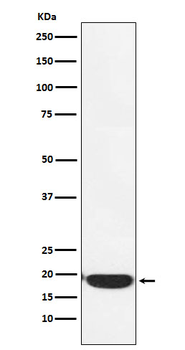 PERP Rabbit Monoclonal Antibody