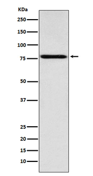 Coilin Rabbit Monoclonal Antibody