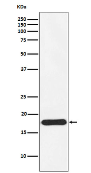 Ndufs4 Rabbit mAb Antibody