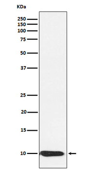 BANF1 Rabbit mAb Antibody