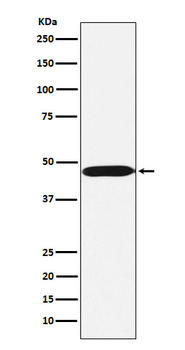 ACTL6A Rabbit mAb [KD Validated]