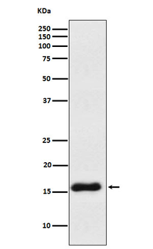 VAMP1 Rabbit mAb Antibody