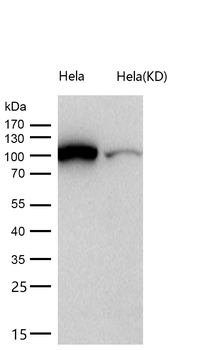 MCM3 Rabbit mAb [KD Validated]
