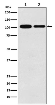 MCM3 Rabbit mAb [KD Validated]