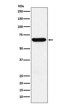 Methionine Aminopeptidase 2 Rabbit mAb [KD Validated] Antibody