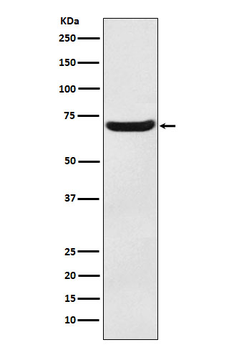 EAAT3 Rabbit mAb Antibody