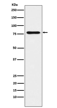 SUN2 Rabbit mAb Antibody