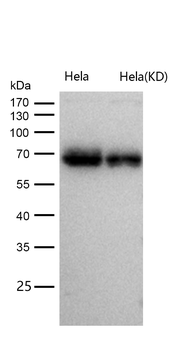 p60 CAF1 Rabbit mAb [KD Validated]