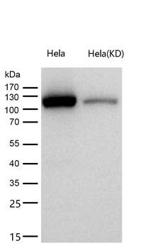 DDB1 Rabbit mAb [KD Validated] Antibody