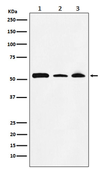 NONO / p54nrb Rabbit mAb Antibody