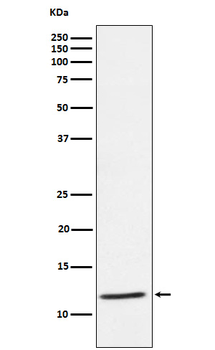 DAP12 Rabbit mAb Antibody
