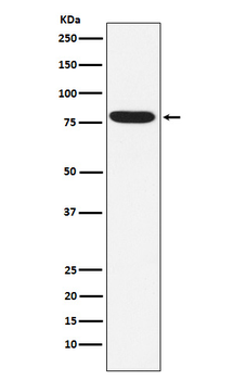 IKBKE Rabbit Monoclonal Antibody