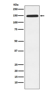Xanthine Oxidase Rabbit mAb Antibody